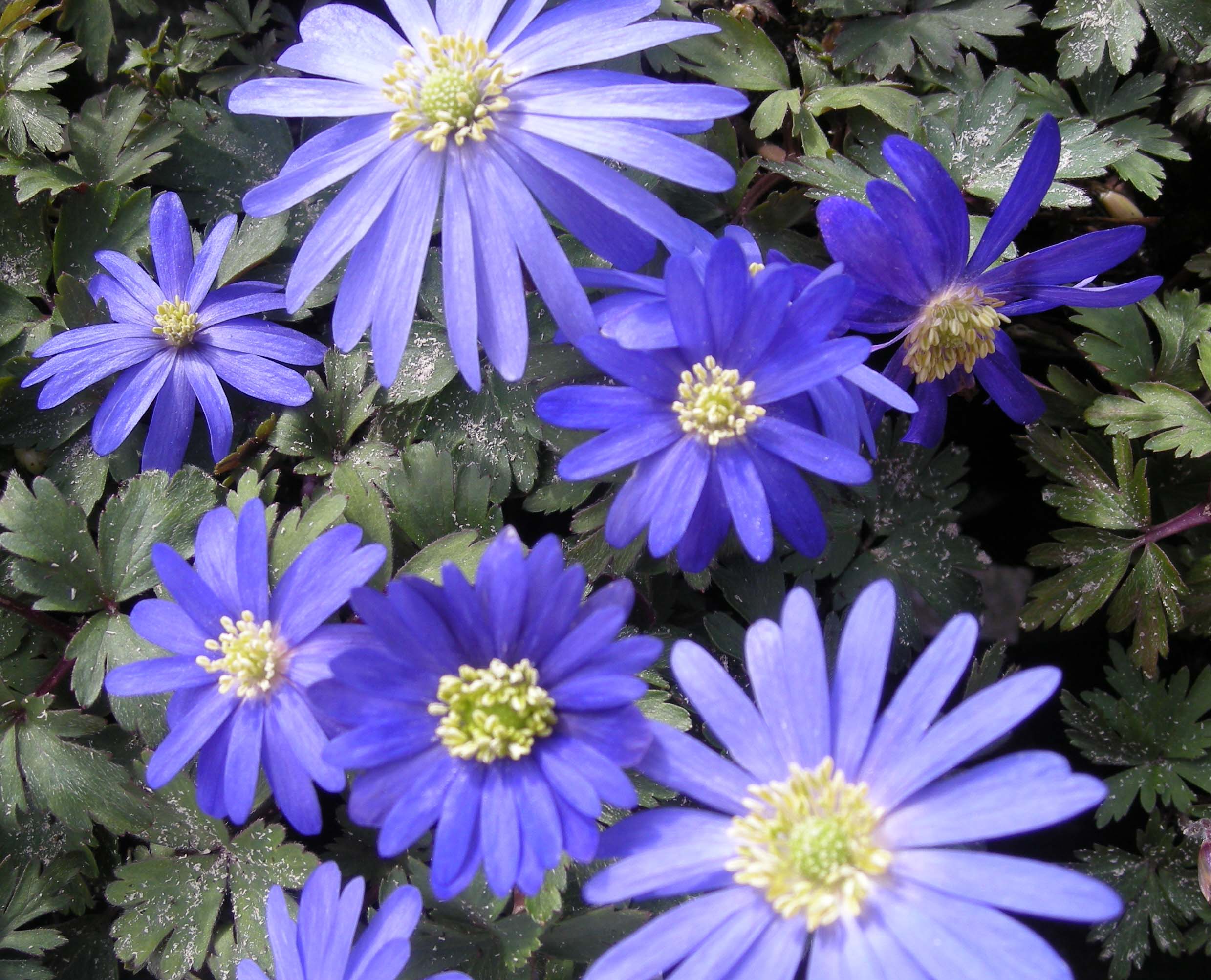 garden plant anemone