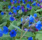 garden plant Anchusa 