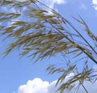 garden plant stipa gigantea 