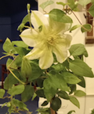 clematis