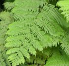 garden plant fern