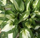 garden plant Hosta