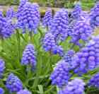 garden plant muscari 