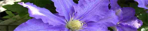 garden plant clematis 