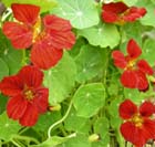 garden plant Poppy