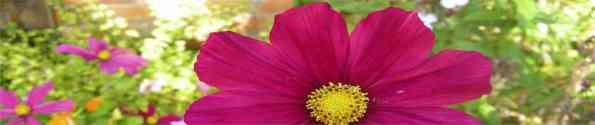 garden plant Cosmos