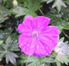 garden plant geranium