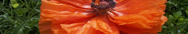 garden plant nasturtium