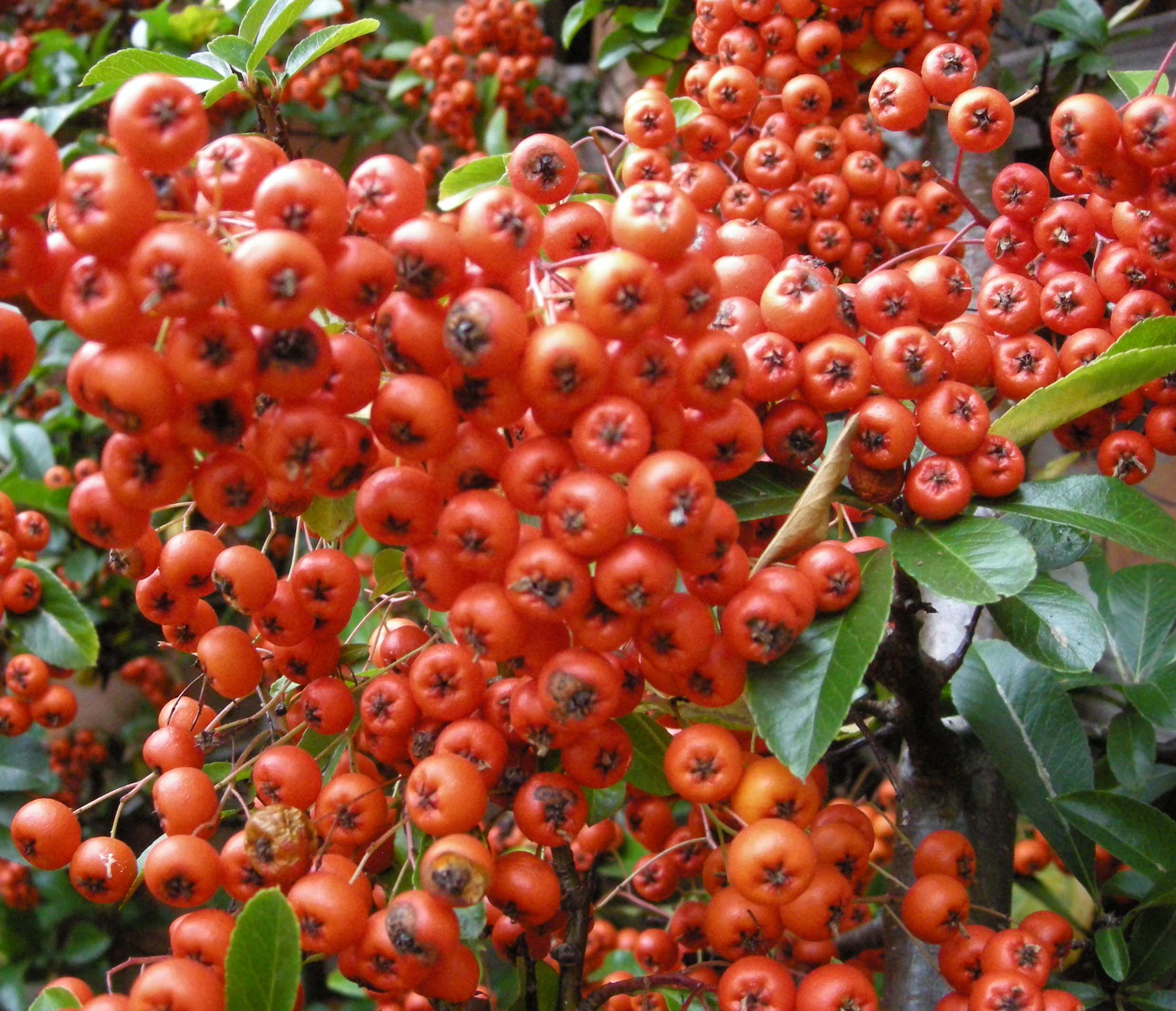 garden plant pyracantha