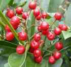 Skimmia berries