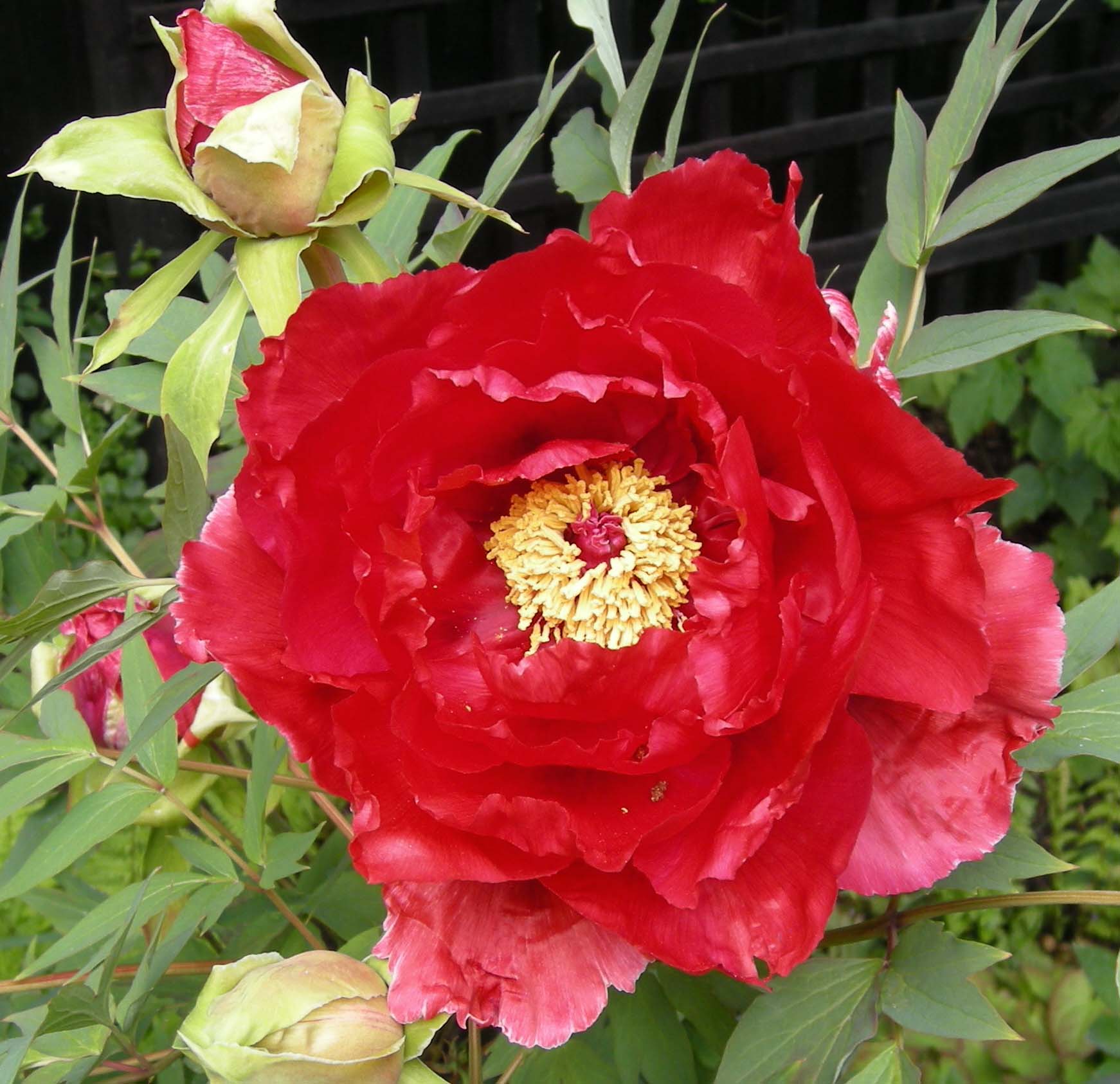 garden plant peony