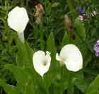 garden plant Zantedeschia